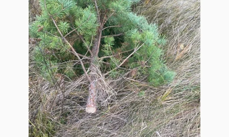 Живые пушистые новогодние сосны - фото № 3