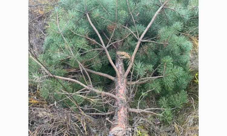 Живые пушистые новогодние сосны - фото № 4