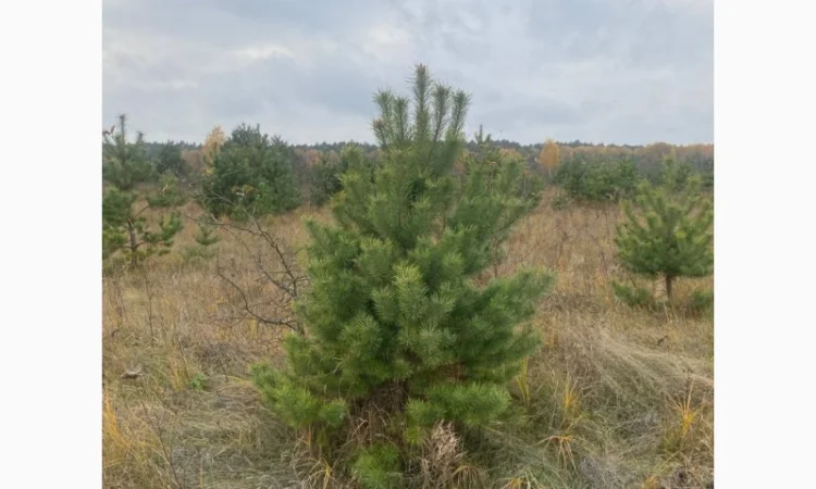 Живые пушистые новогодние сосны - фото № 5