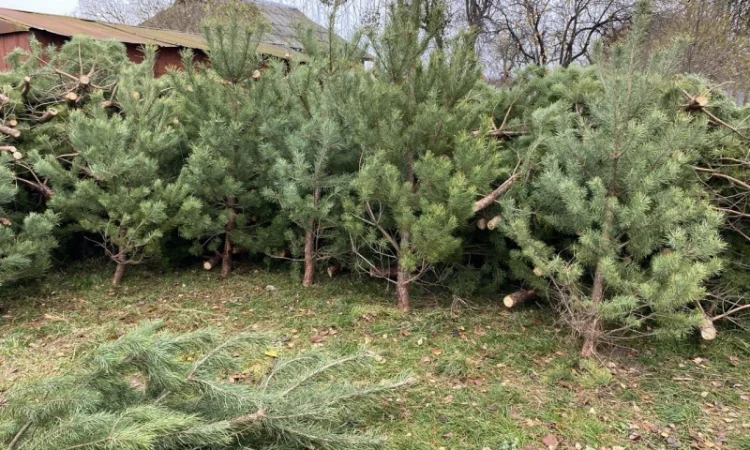 Живые пушистые новогодние сосны - фото № 7