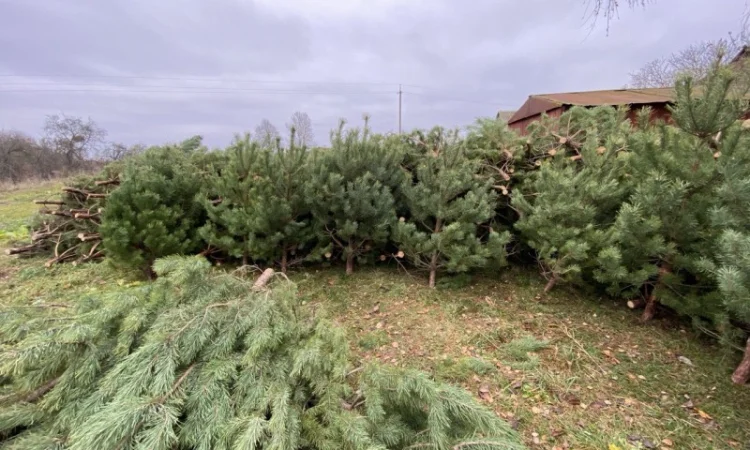 Живые пушистые новогодние сосны - фото № 8