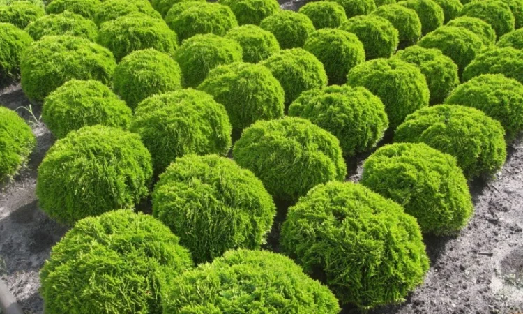 Туя Западная "Смарагд" и другие сорта туи купить в Киеве ВДНГ, Теремки - фото № 3