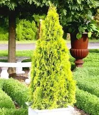 Туя западная Golden Smaragd высота 100-120 см в продаже - фото № 1