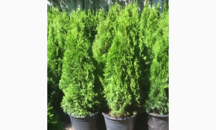 Туя западная Smaragd высота 100-120 см - фото № 1