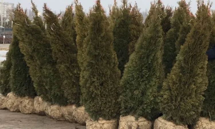 Туя западная Smaragd высота 180-200 см купить в Киеве ВДНГ, Теремки - фото № 2