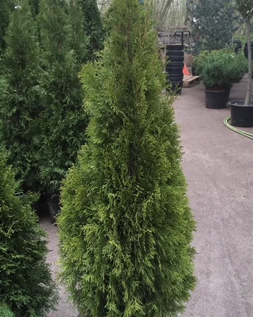 Туя западная Smaragd высота 180-200 см купить в Киеве ВДНГ, Теремки - фото № 3