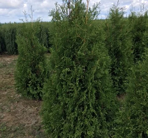 Туя западная Smaragd высота 180-200 см купить в Киеве ВДНГ, Теремки - фото № 4