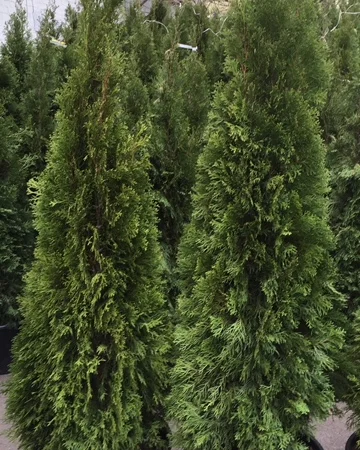 Туя западная Smaragd высота 180-200 см купить в Киеве ВДНГ, Теремки - фото № 5