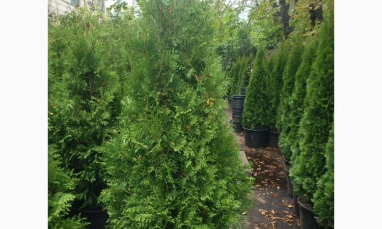 Туя западная Brabant высота 140-160 см купить в Киеве ВДНГ, Теремки - фото № 1