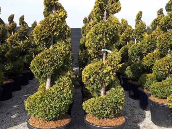 Туя западная Jantar высота 120-140 см купить в Киеве ВДНГ, Теремки - фото № 2