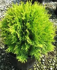 Туя западная Jantar высотой 120-140 см в продаже - фото № 5