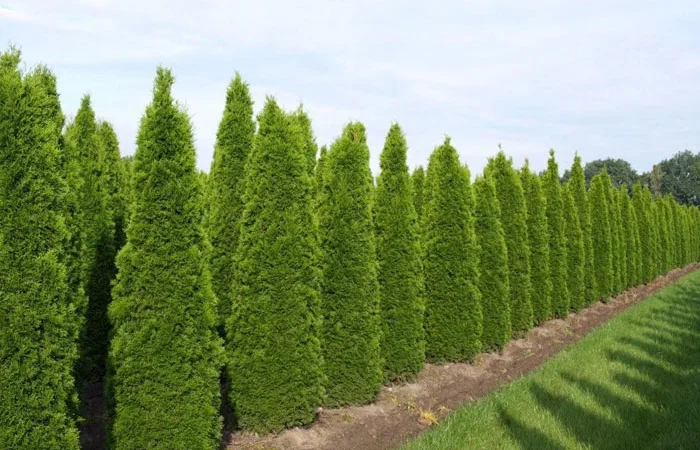 Туя западная Jantar высота 120-140 см купить в Киеве ВДНГ, Теремки - фото № 5