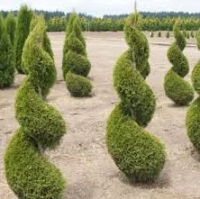 Туя западная Jantar высотой 120-140 см в продаже - фото № 7