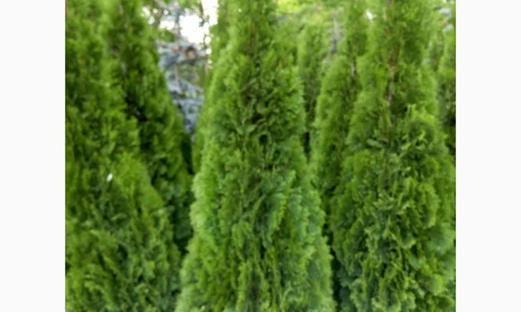 Туя западная Jantar высота 120-140 см купить в Киеве ВДНГ, Теремки - фото № 6