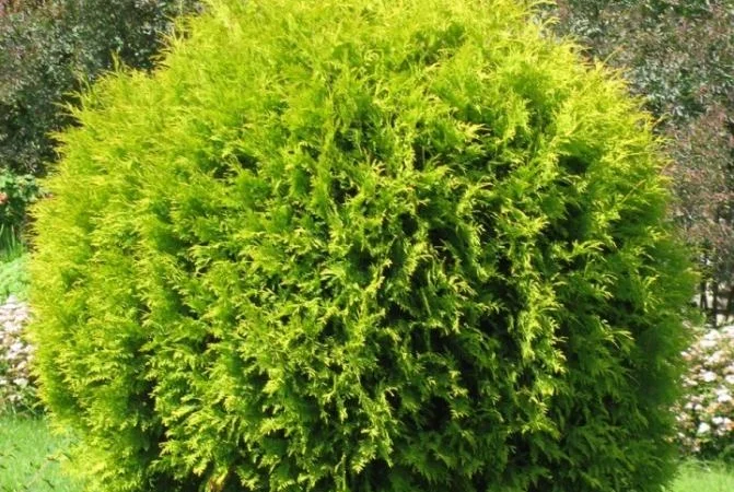 Туя западная Golden Globe ширина 50-60 см купить в Киеве ВДНГ, Теремки - фото № 1