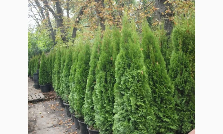 Туя западная Golden Globe ширина 50-60 см купить в Киеве ВДНГ, Теремки - фото № 6