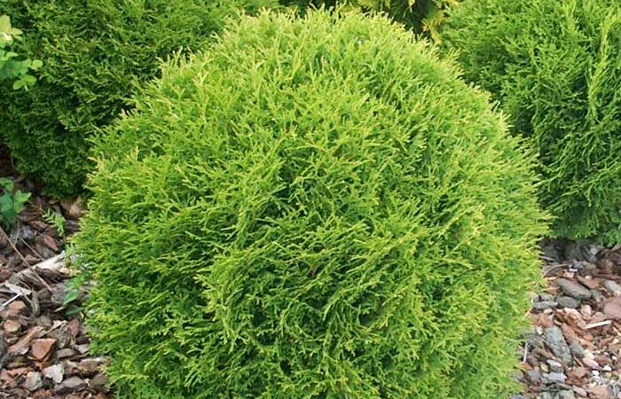 Туя западная Danica ширина 50см купить в Киеве ВДНГ, Теремки - фото № 1