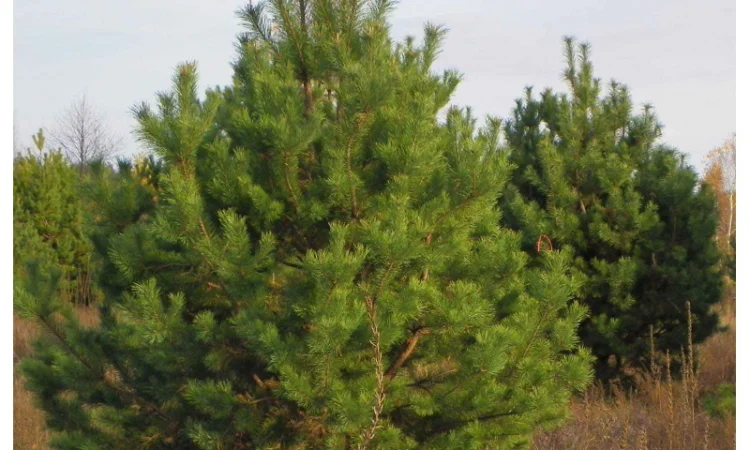 Саженцы граба, клена, липы, черёмухи, ясеня, рябины, барбариса, боярышника, тёрна, сосны - фото № 2