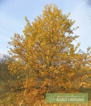 Саженцы граба, клена, липы, черёмухи, ясеня, рябины, барбариса, боярышника, тёрна, сосны - фото № 3