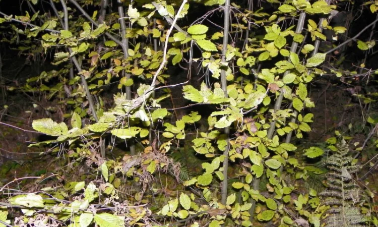 Саженцы граба, клена, липы, черёмухи, ясеня, рябины, барбариса, боярышника, тёрна, сосны - фото № 4