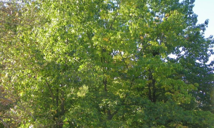 Саженцы граба, клена, липы, черёмухи, ясеня, рябины, барбариса, боярышника, тёрна, сосны - фото № 5