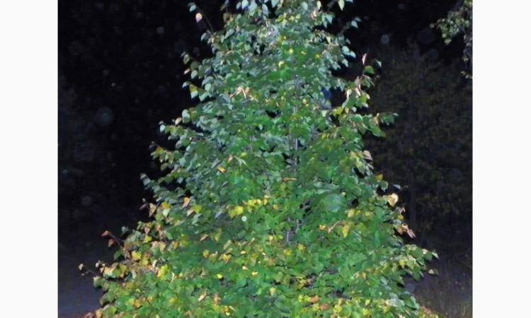 Саженцы граба, клена, липы, черёмухи, ясеня, рябины, барбариса, боярышника, тёрна, сосны - фото № 6