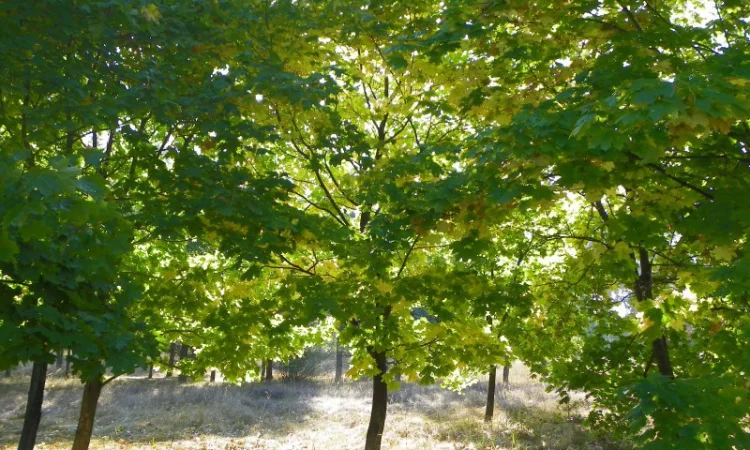 Саженцы граба, клена, липы, черёмухи, ясеня, рябины, барбариса, боярышника, тёрна, сосны - фото № 7