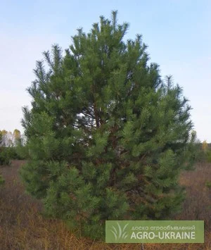 Саженцы сосны, ели, берёзы, дуба красного, клена, ясеня, рябины, липы, черёмухи, барбариса - фото № 1