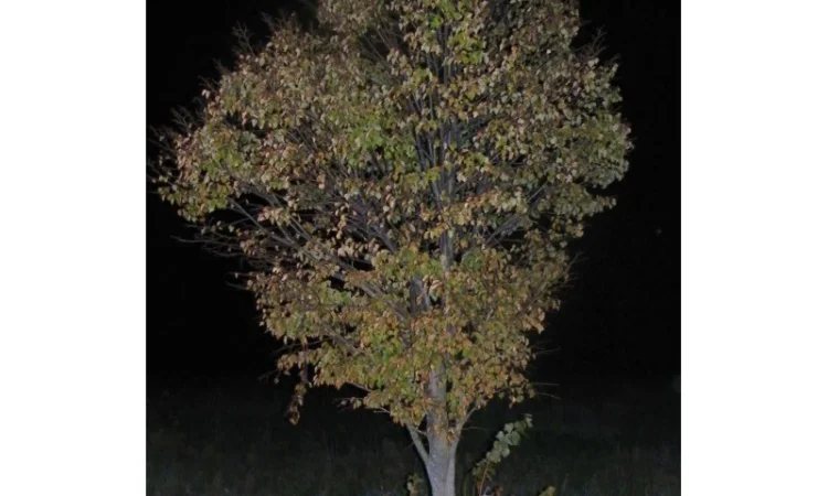 Саженцы сосны, ели, берёзы, дуба красного, клена, ясеня, рябины, липы, черёмухи, барбариса - фото № 2