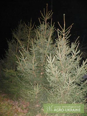 Саженцы сосны, ели, берёзы, дуба красного, клена, ясеня, рябины, липы, черёмухи, барбариса - фото № 3