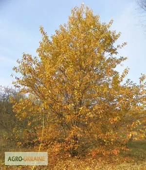 Саженцы сосны, ели, берёзы, дуба красного, клена, ясеня, рябины, липы, черёмухи, барбариса - фото № 5