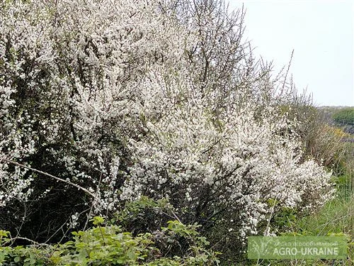 Живые изгороди.Саженцы сосны, берёзы, дуба, клена, граба, ясеня, липы, черёмухи, барбариса - фото № 1