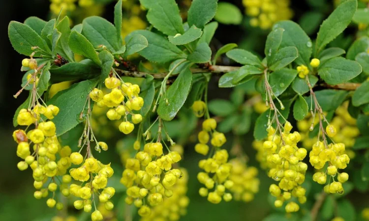 Живые изгороди.Саженцы сосны, берёзы, дуба, клена, граба, ясеня, липы, черёмухи, барбариса - фото № 4