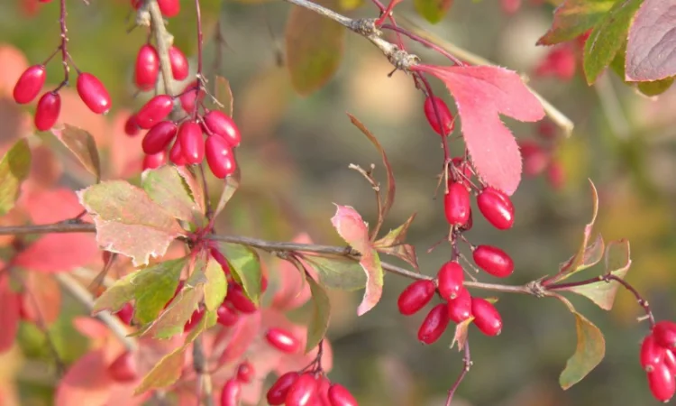 Саженцы сосны и других растений для живых изгородей - фото № 5