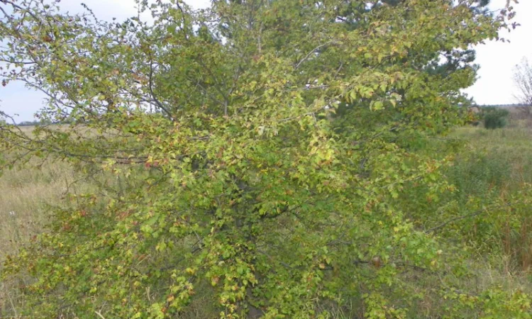 Живые изгороди.Саженцы сосны, берёзы, дуба, клена, граба, ясеня, липы, черёмухи, барбариса - фото № 5