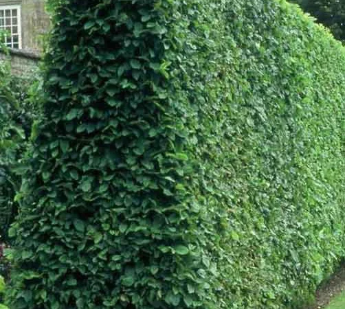 Живые изгороди.Саженцы сосны, берёзы, дуба, клена, граба, ясеня, липы, черёмухи, барбариса - фото № 6