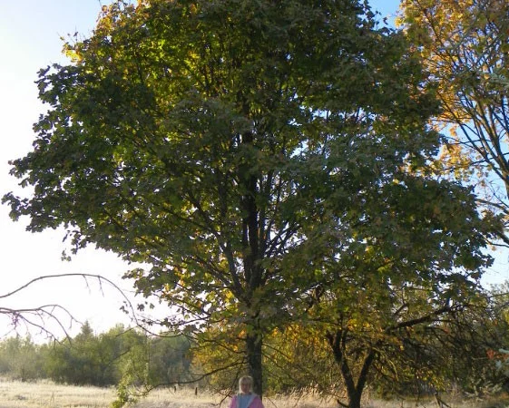 Саженцы клена, граба, липы, черёмухи, рябины, ели, сосны, берёзы, дуба - фото № 1