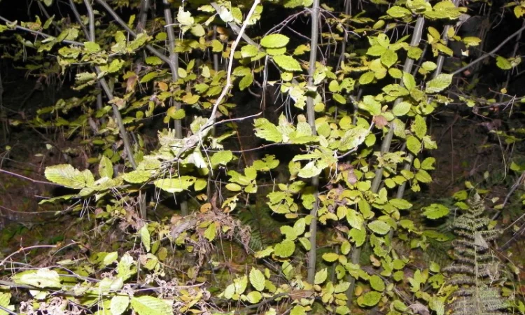 Саженцы клена, граба, липы, черёмухи, рябины, ели, сосны, берёзы, дуба - фото № 2