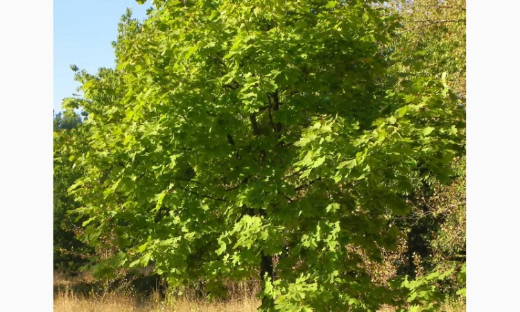 Саженцы клена, граба, липы, черёмухи, рябины, ели, сосны, берёзы, дуба - фото № 4