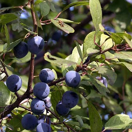 Саженцы клена, граба, липы, черёмухи, рябины, ели, сосны, берёзы, дуба - фото № 5