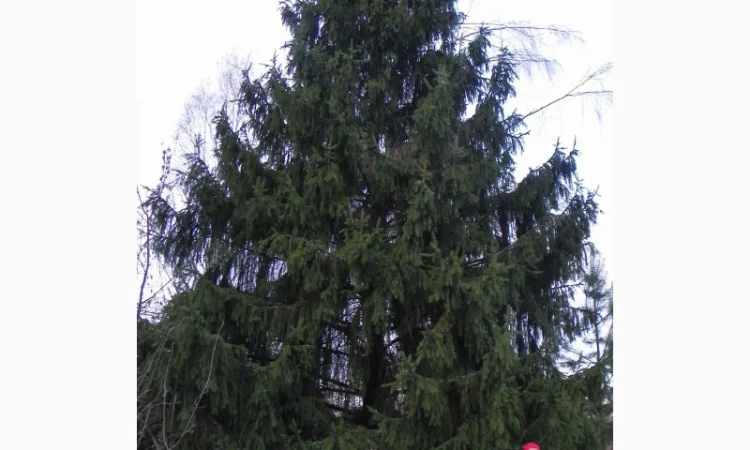 Саженцы клена, граба, липы, черёмухи, рябины, ели, сосны, берёзы, дуба - фото № 6