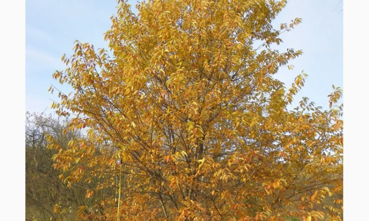 Саженцы клена, граба, липы, черёмухи, рябины, ели, сосны, берёзы, дуба - фото № 7