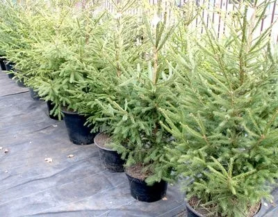 Ялинка звичайна, Продажа Саженцев Ели, Ёлки (Обыкновенной) - фото № 1