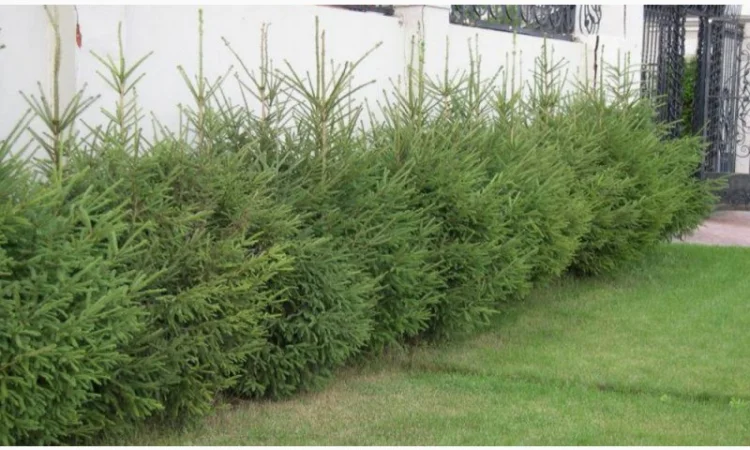 Ялинка звичайна, Продажа Саженцев Ели, Ёлки (Обыкновенной) - фото № 2