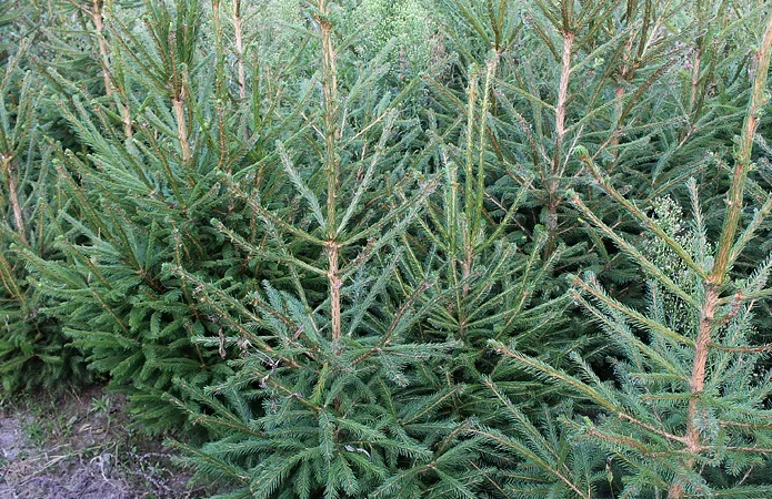 Ялинка звичайна, Продажа Саженцев Ели, Ёлки (Обыкновенной) - фото № 3