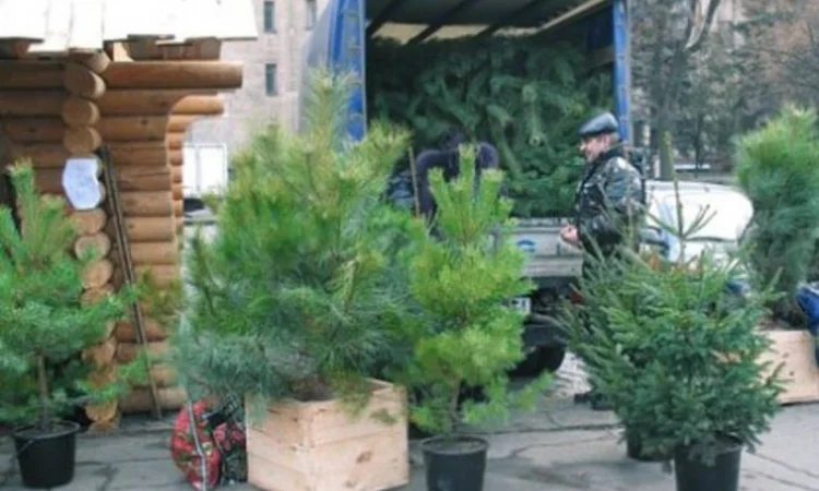 Ялинка звичайна, Продажа Саженцев Ели, Ёлки (Обыкновенной) - фото № 4