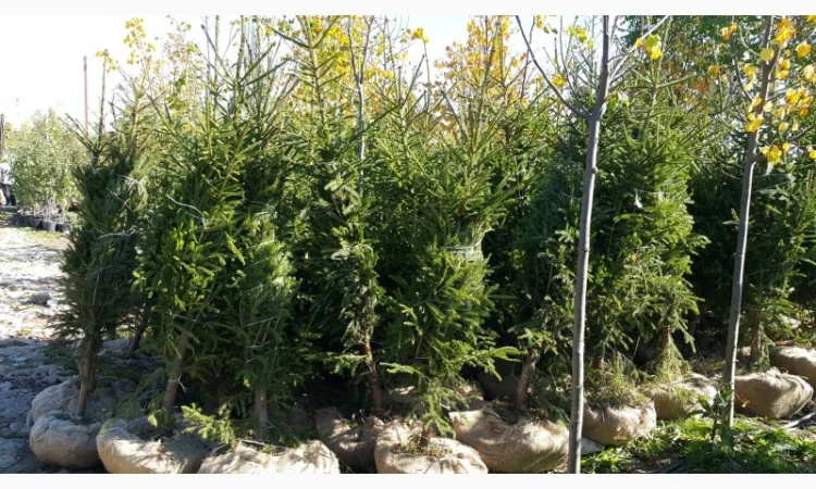 Ялинка звичайна, Продажа Саженцев Ели, Ёлки (Обыкновенной) - фото № 5