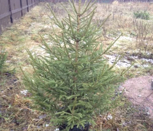 Продажа саженцы. Ёлка, Ель ( обыкновенная ) с комом земли - фото № 4