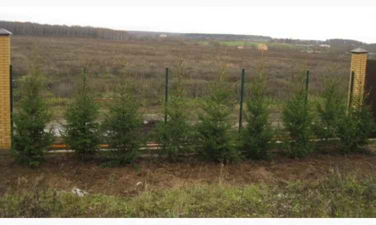 Продаются саженцы ёлки. Высокое качество - фото № 3