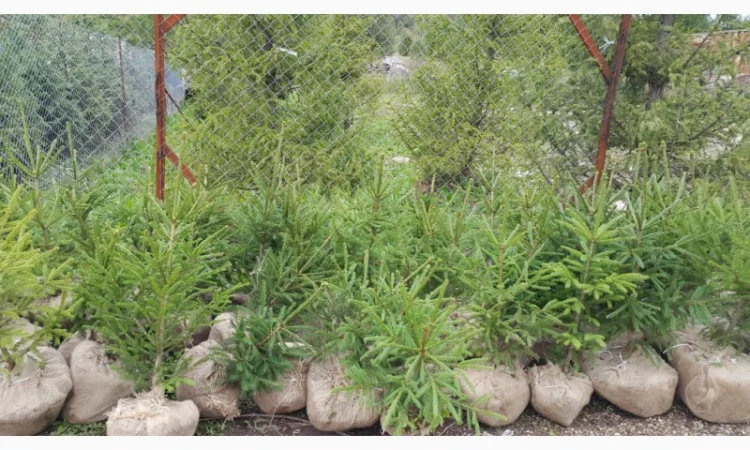 Продажа саженцы. Ёлка, Ель ( обыкновенная ) с комом земли - фото № 2
